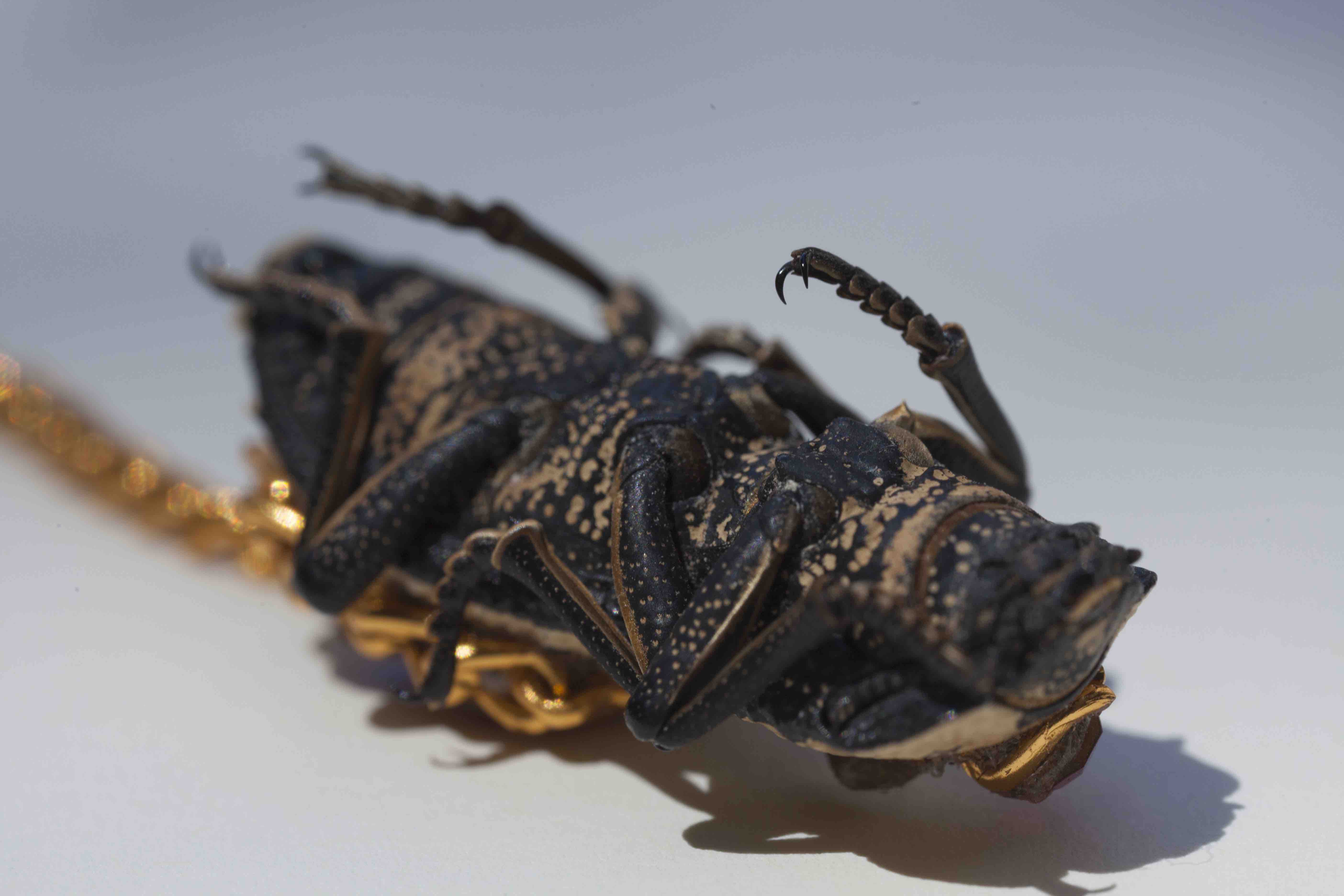 Fritzia Irízar, Sin título (Makech), 2019, Video HD. Cortesía de la artista y Arredondo \ Arozarena