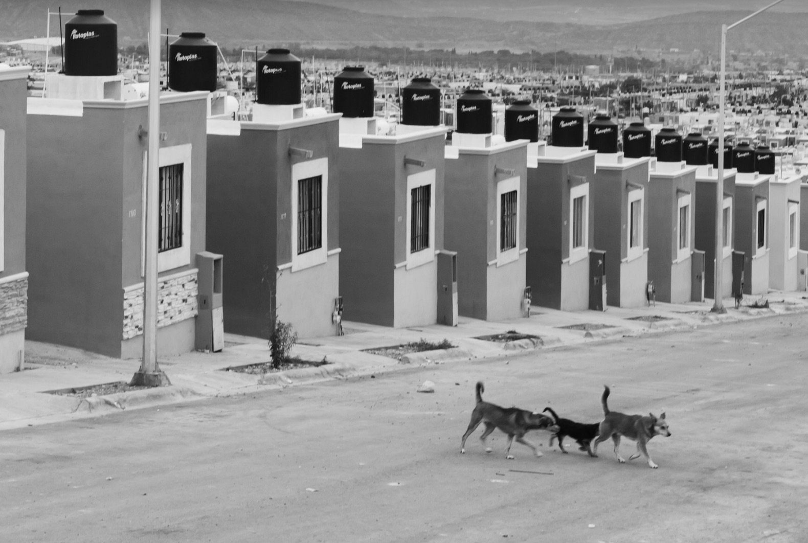 ¿No oyes ladrar a los perros? - Image 4