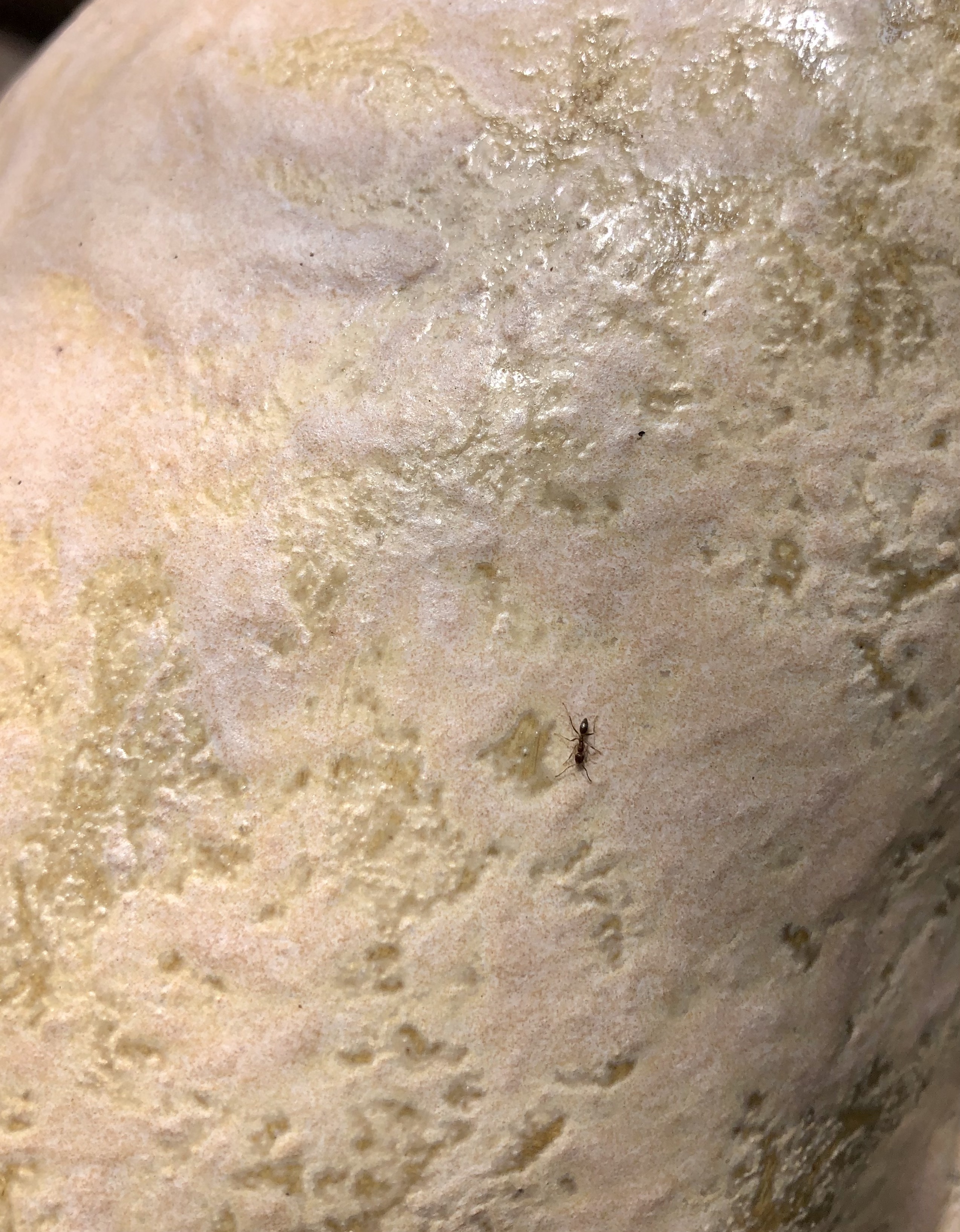 Obra de Daniel Robles Lizano (detalle), en Selva Lunar, Biquini Wax EPS. Foto: Mariel Vela