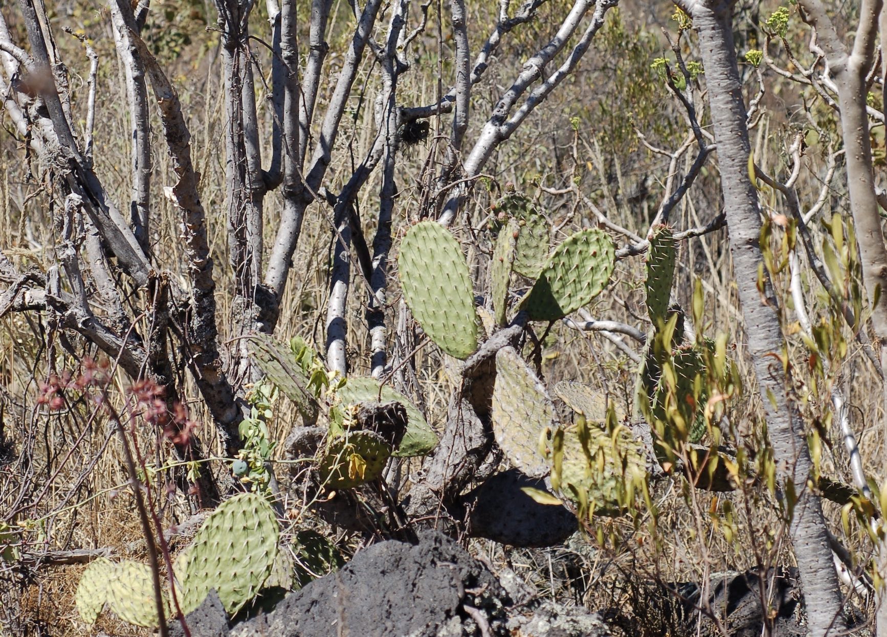 The eco-aesthetics of Pedregal and constructive botany in the megacity of Mexico