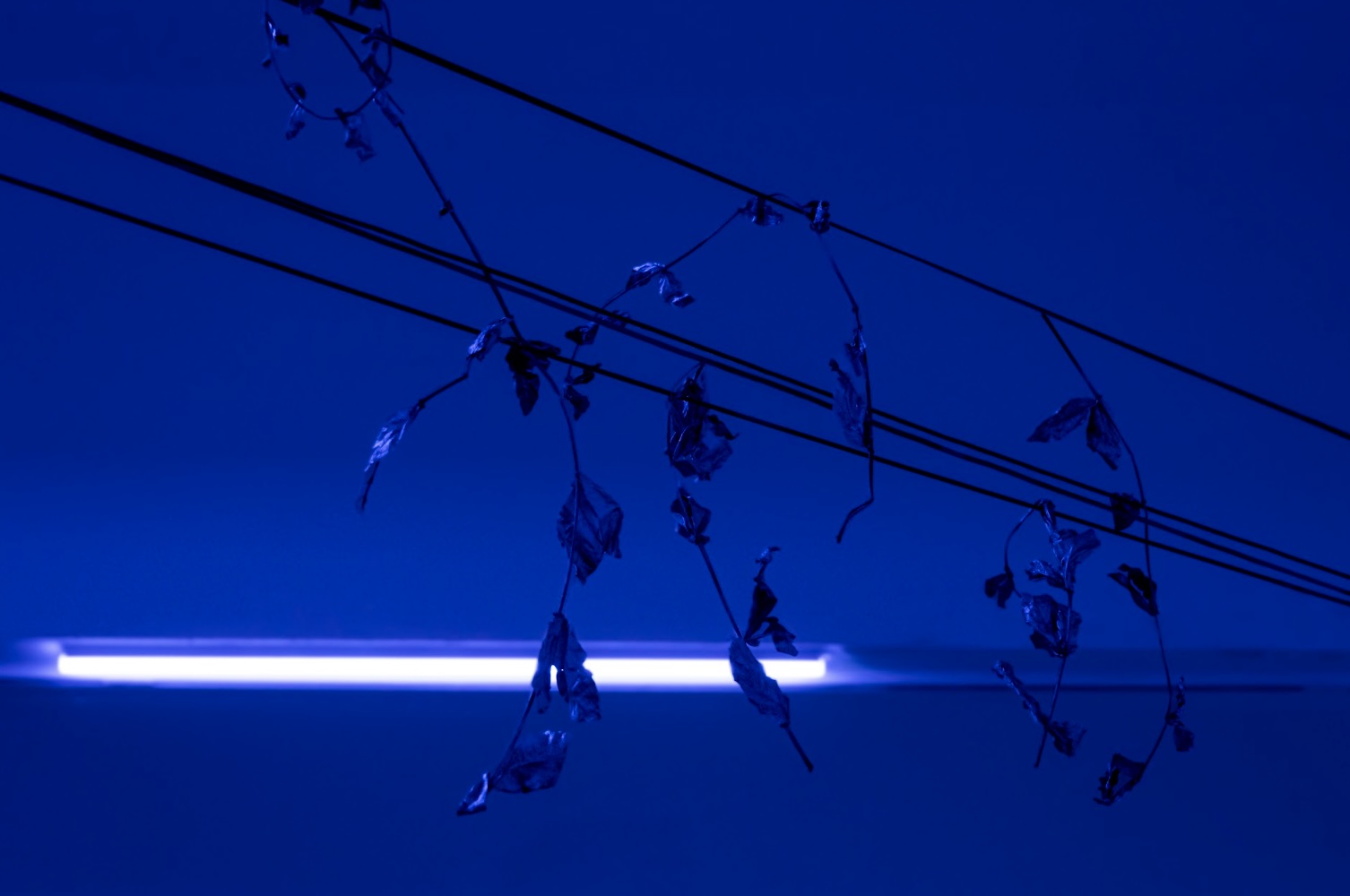 Ariana Díaz, Tensión, Optic fiber, ethylene-vinyl acetate, acrylic, 2025. Photo: Arturo del Rello